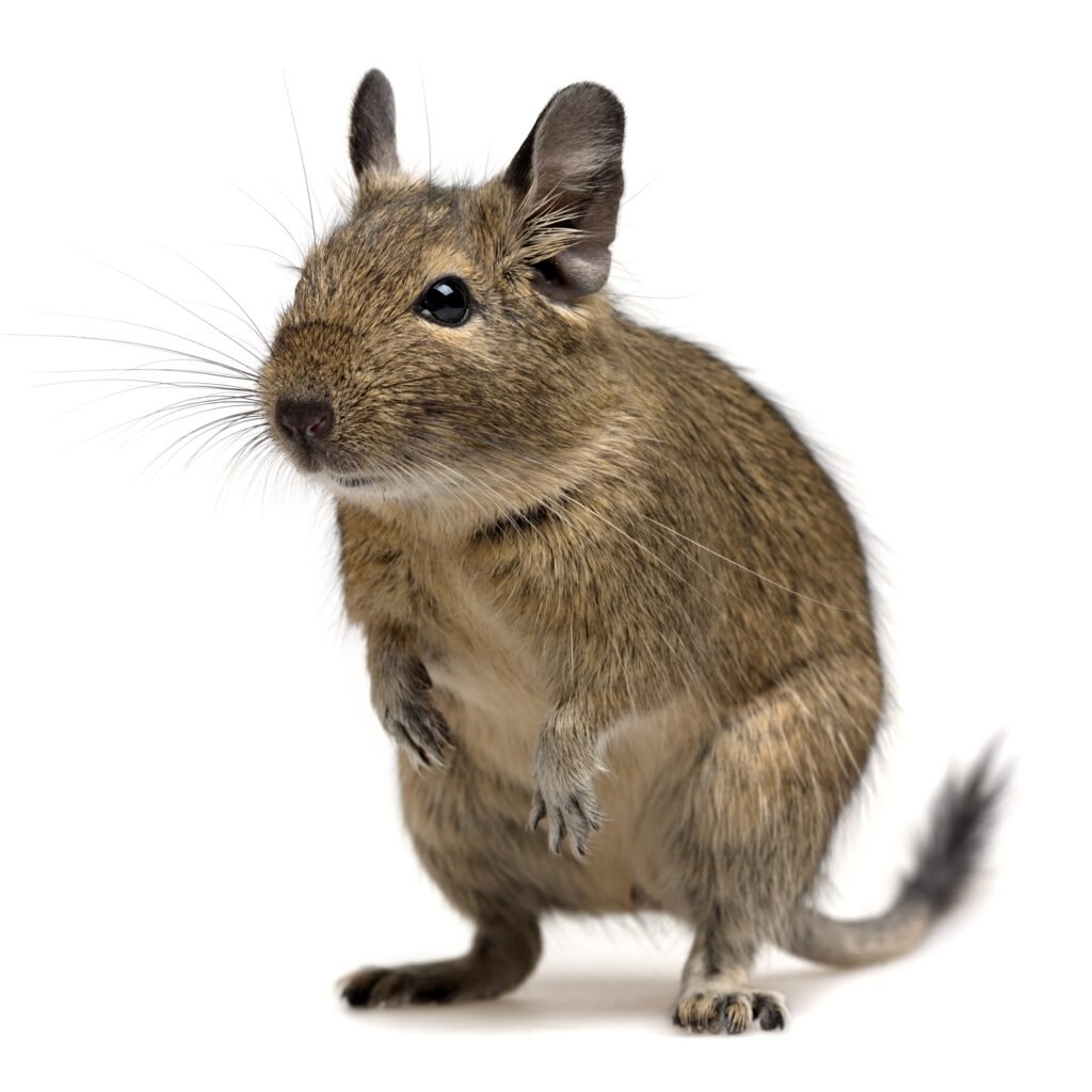 How Friendly Are Degus?